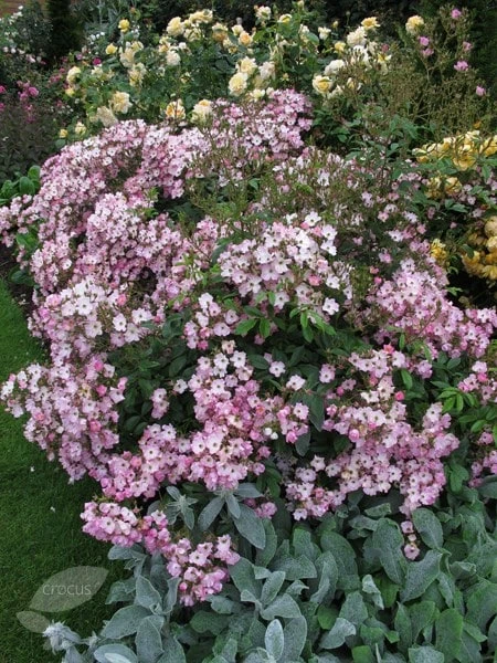 Rosa 'Ballerina' - Image 2