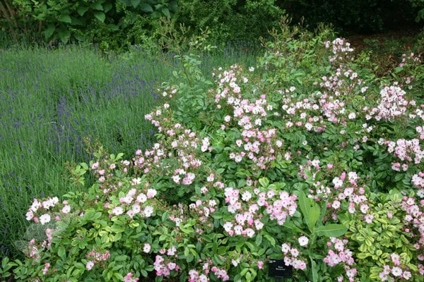 Rosa 'Ballerina' - Image 3