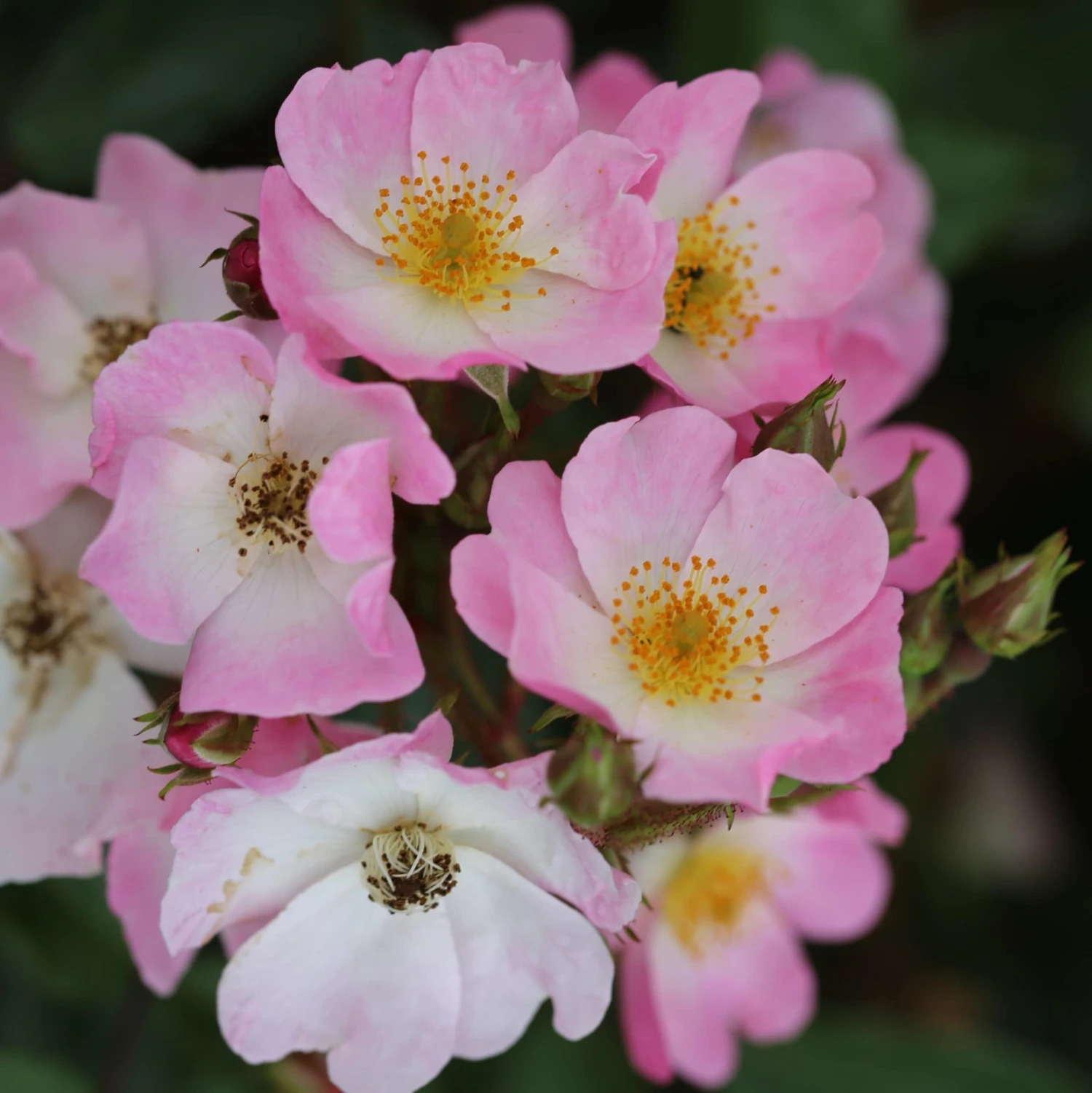 Rosa 'Ballerina' - Image 5
