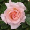 Rosa 'Compassion'