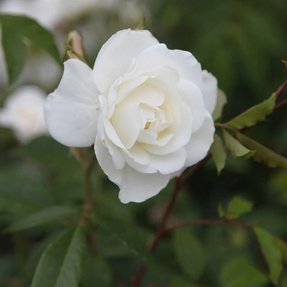 Rosa 'Climbing Iceberg'
