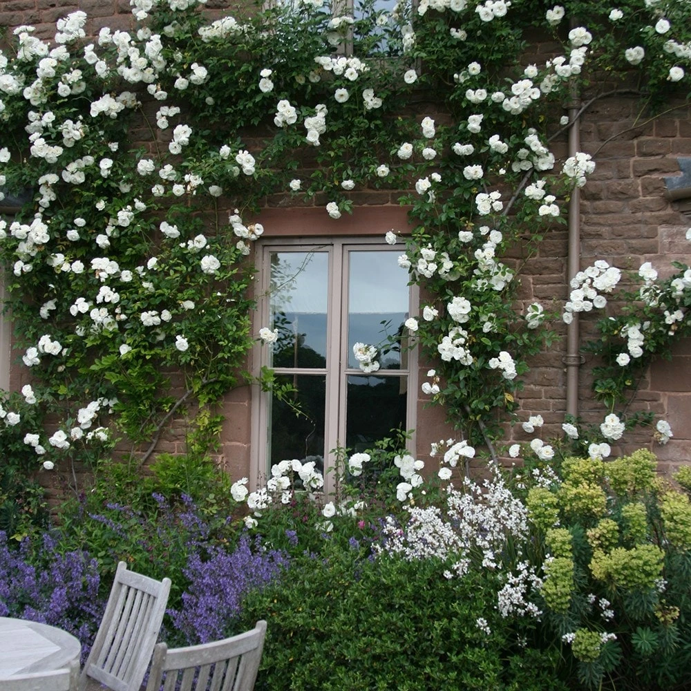 Rosa 'Climbing Iceberg' - Image 2