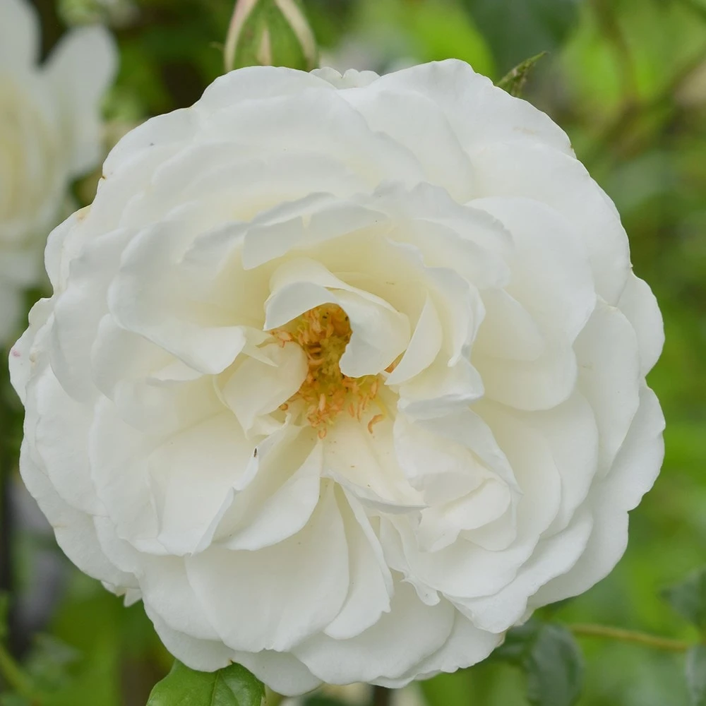 Rosa 'Climbing Iceberg' - Image 3