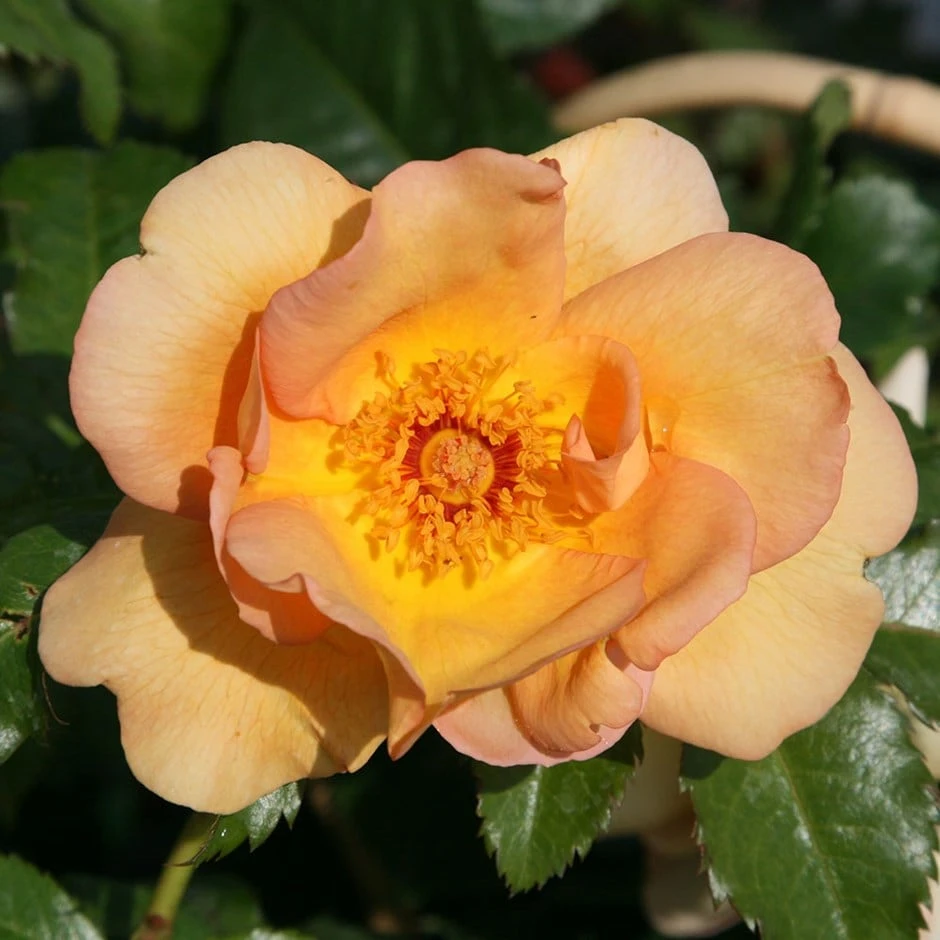 Rosa 'Maigold'
