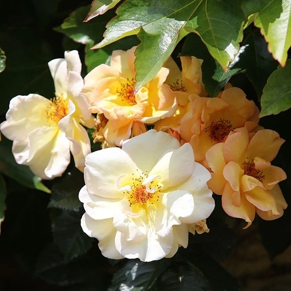 Rosa 'Maigold' - Image 2