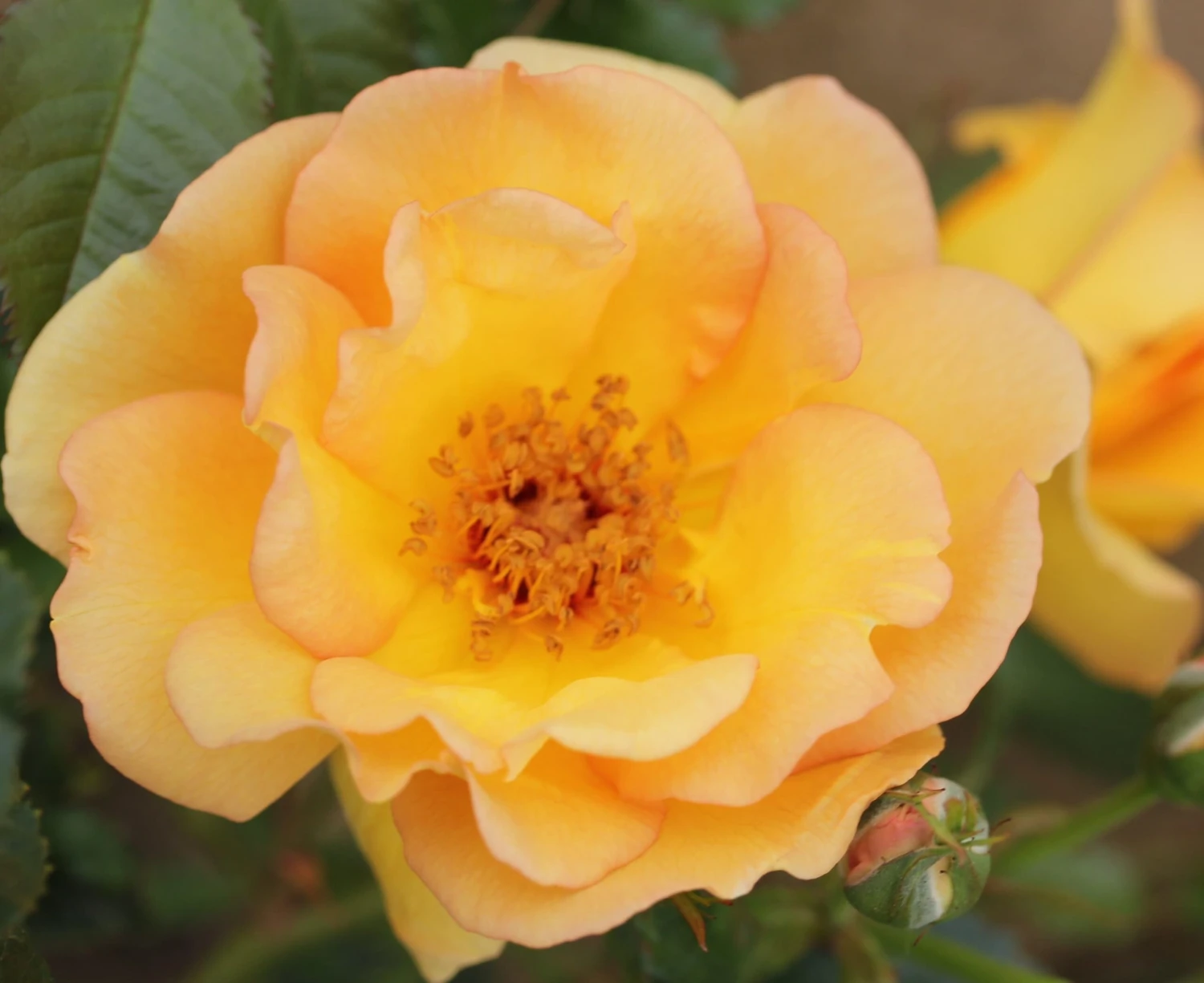 Rosa 'Maigold' - Image 3