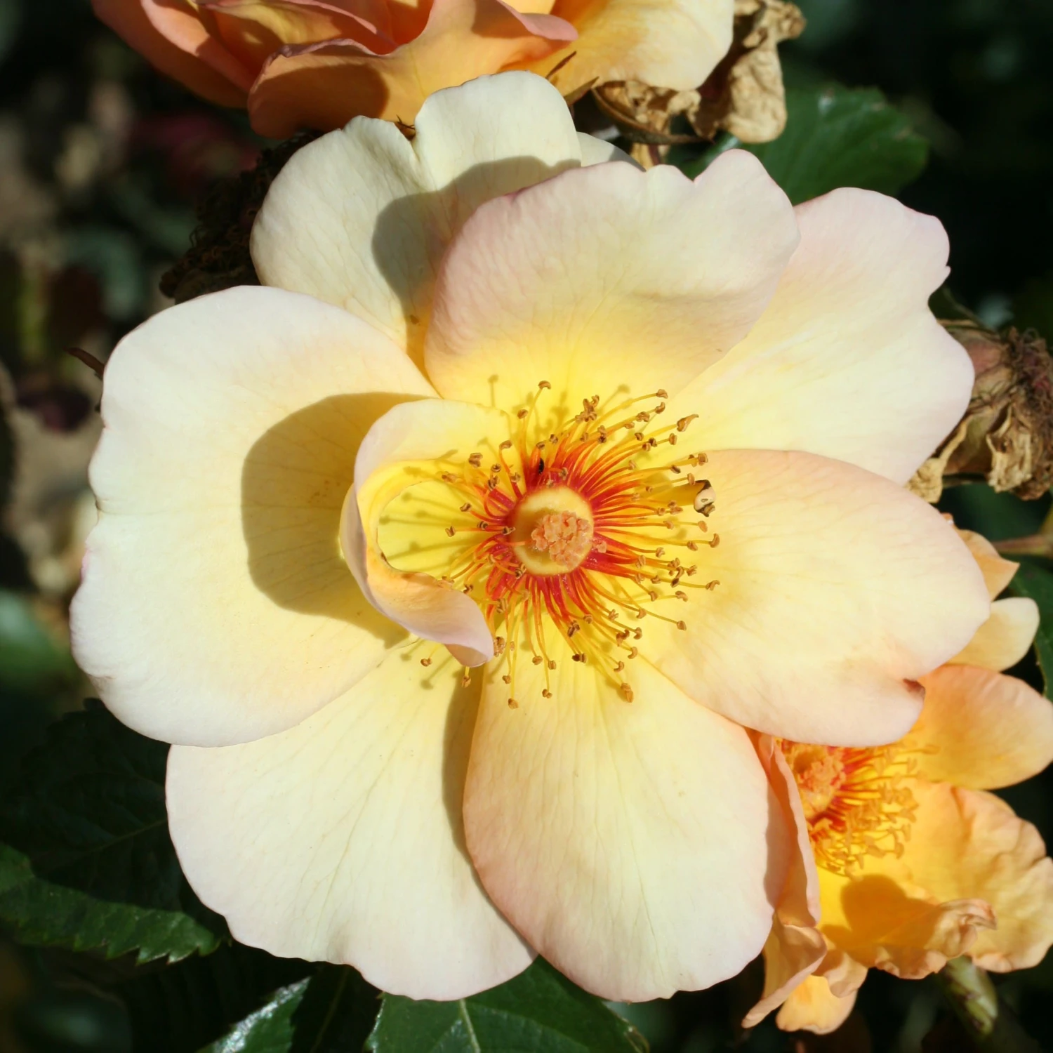 Rosa 'Maigold' - Image 4