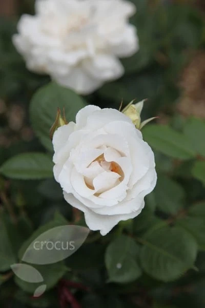 Rosa Margaret Merril ('Harkuly') - Image 2