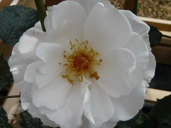 Rosa Margaret Merril ('Harkuly') - Image 3