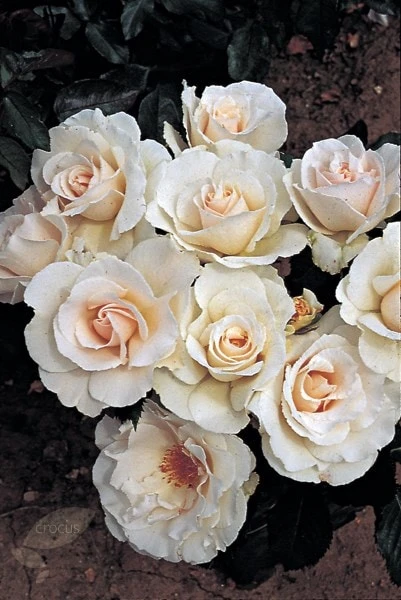 Rosa Margaret Merril ('Harkuly') - Image 4