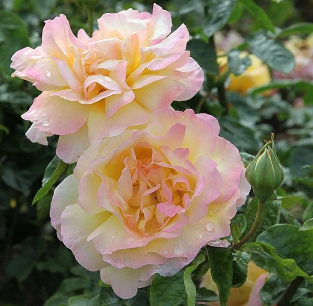 Rosa Peace ('Madame A. Meilland') - Image 3