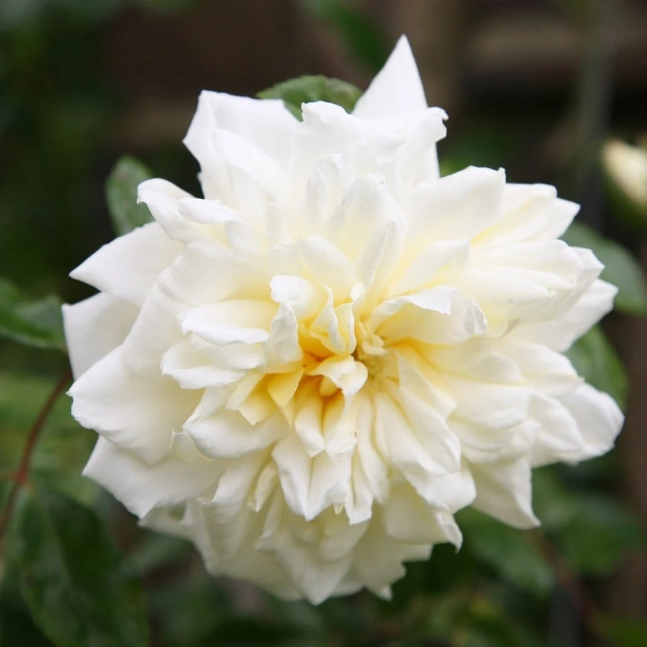 Rosa 'Albéric Barbier'