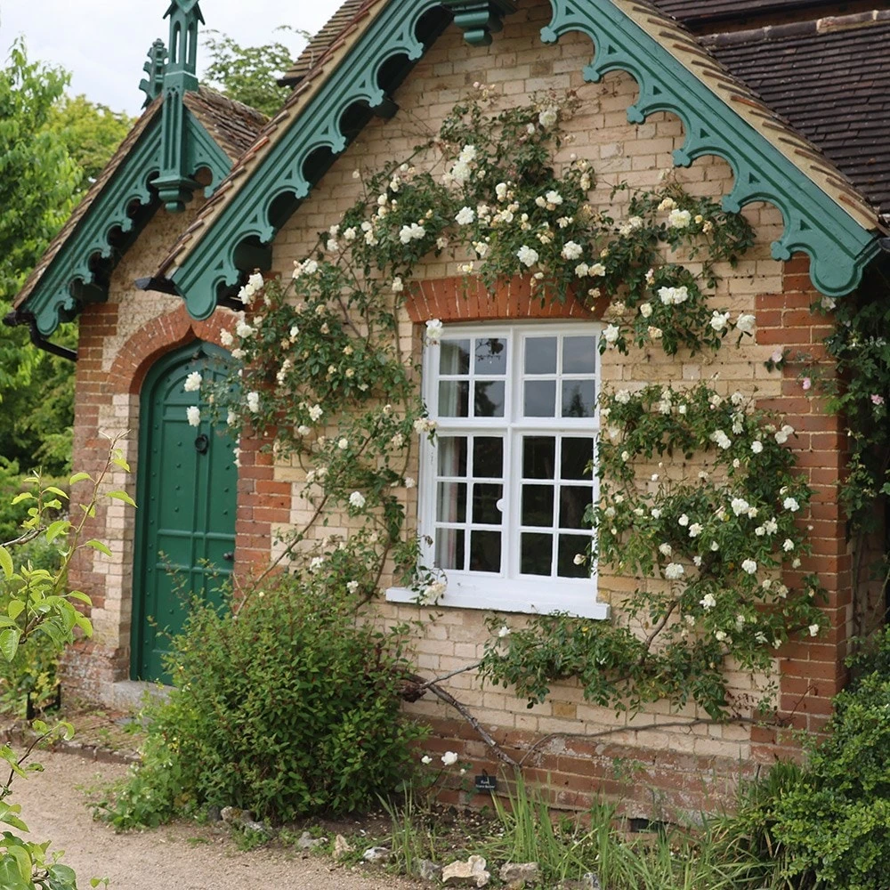 Rosa 'Albéric Barbier' - Image 2