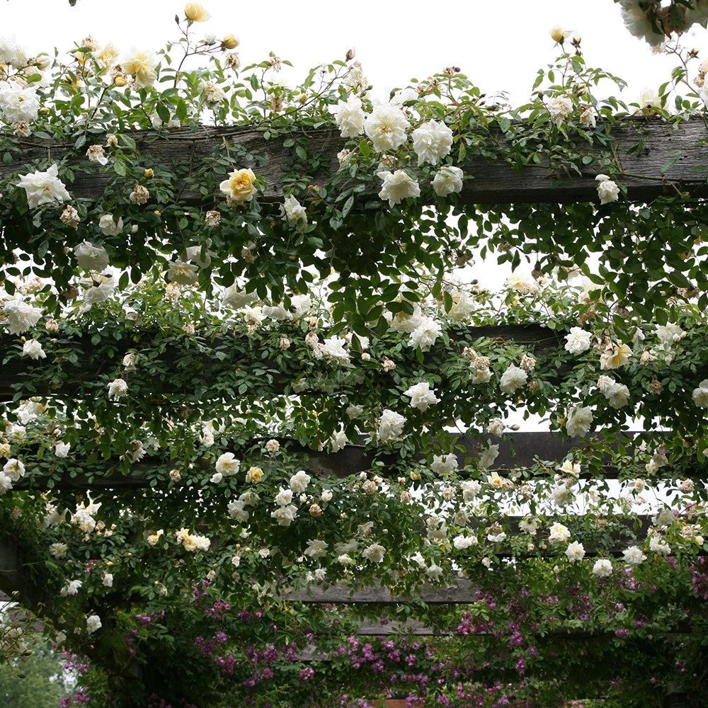 Rosa 'Albéric Barbier' - Image 3