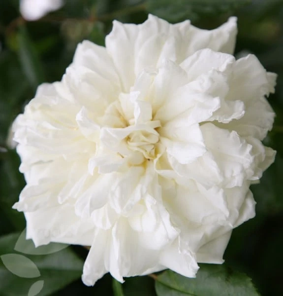 Rosa 'Albéric Barbier' - Image 4