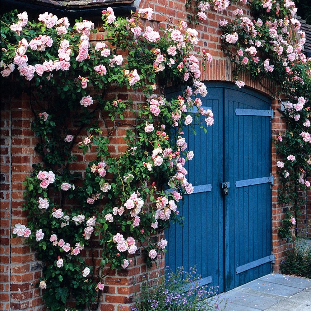 Rosa 'Albertine' - Image 2