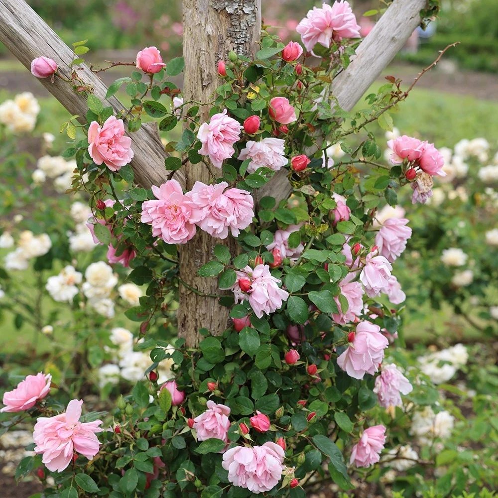 Rosa 'Albertine' - Image 3