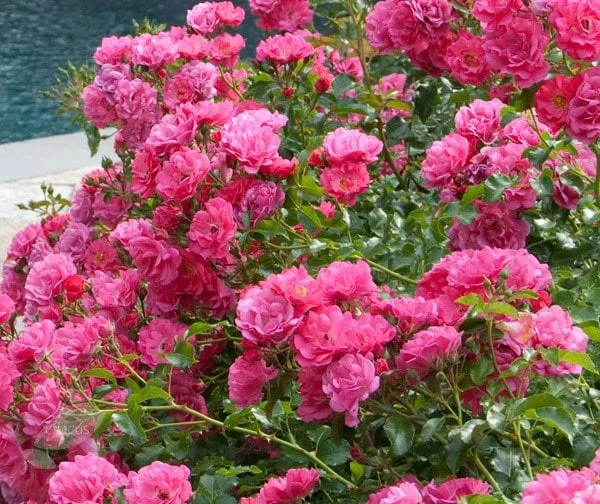 Rosa Pink Flower Carpet ('Noatraum') (PBR) - Image 2