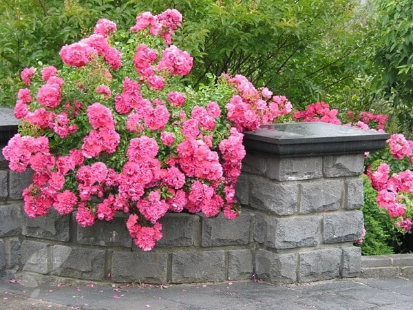 Rosa Pink Flower Carpet ('Noatraum') (PBR) - Image 3