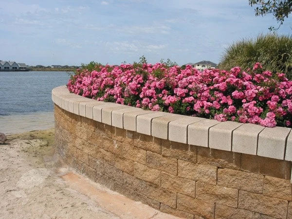 Rosa Pink Flower Carpet ('Noatraum') (PBR) - Image 4