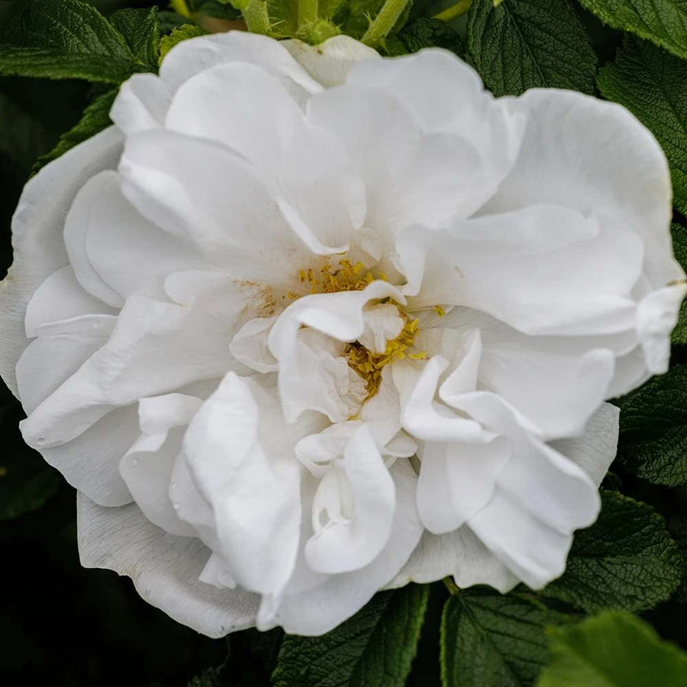 Rosa 'Blanc Double De Coubert' - Image 2