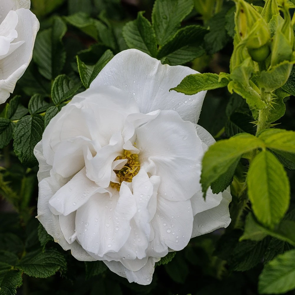 Rosa 'Blanc Double De Coubert' - Image 3