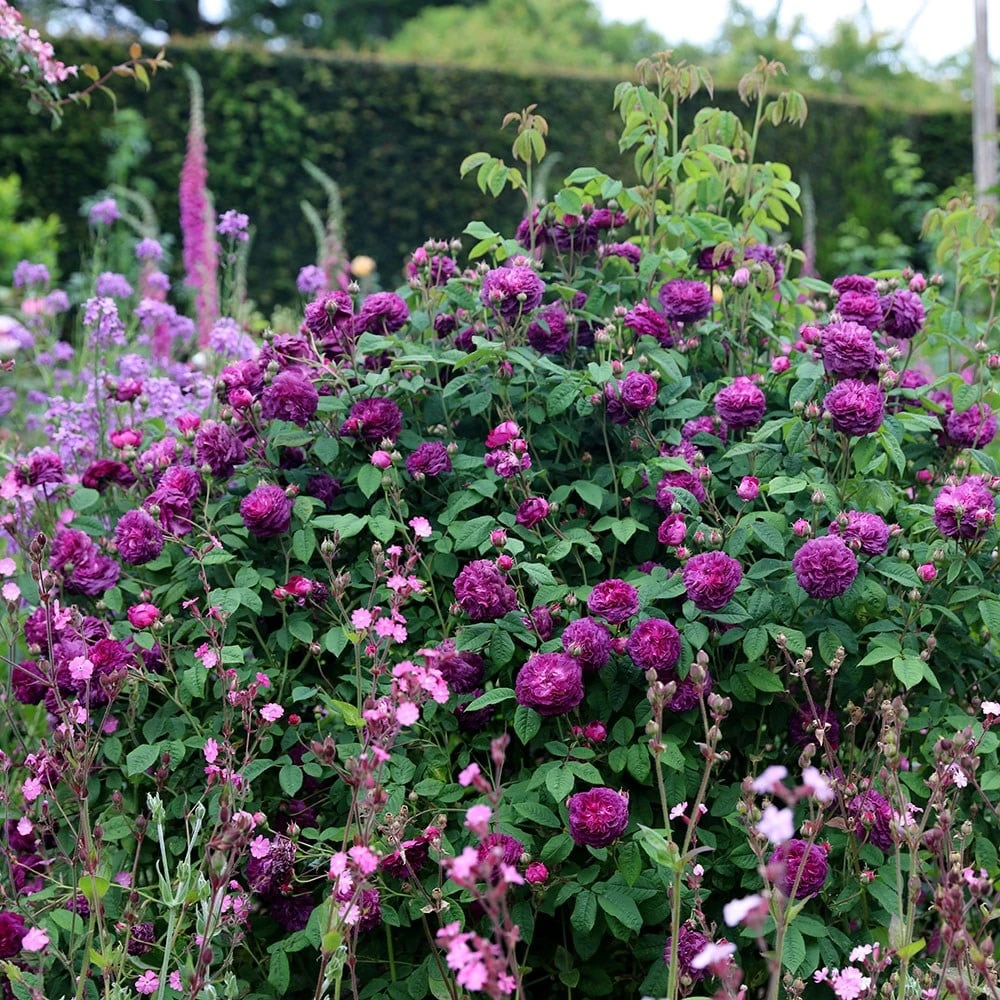 Rosa 'Cardinal De Richelieu' - Image 2