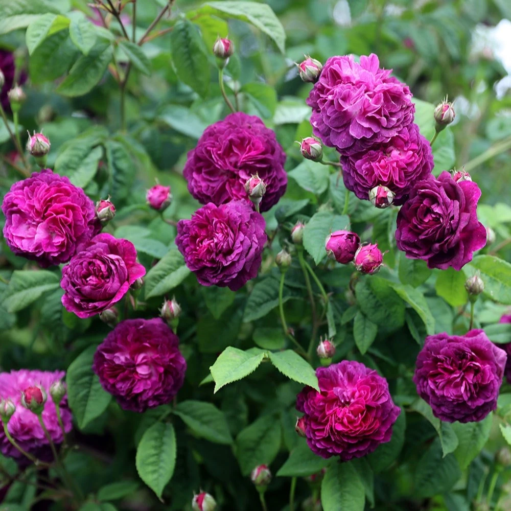 Rosa 'Cardinal De Richelieu' - Image 3