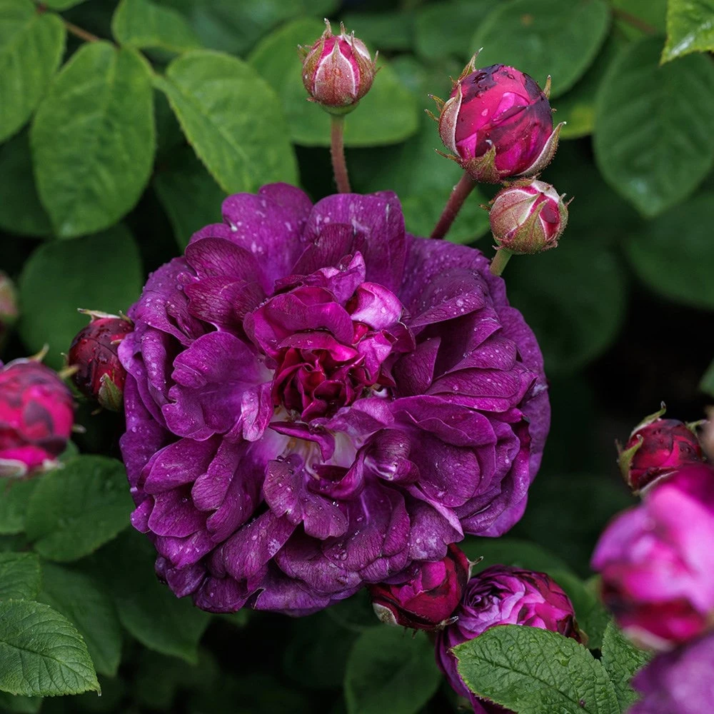 Rosa 'Cardinal De Richelieu' - Image 5