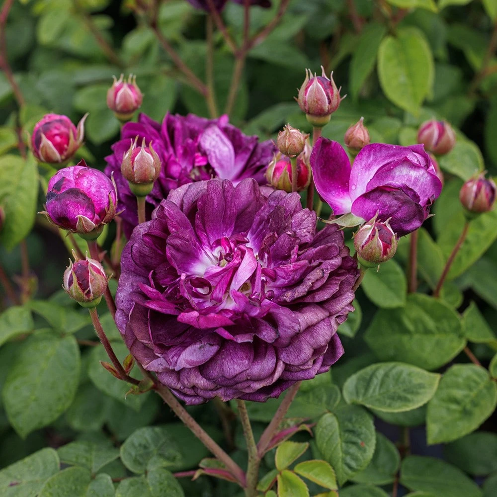 Rosa 'Cardinal De Richelieu' - Image 6