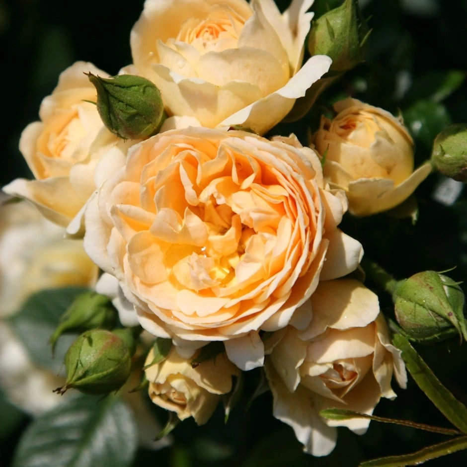 Rosa 'Happy Birthday'