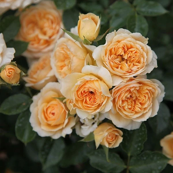 Rosa 'Happy Birthday' - Image 2