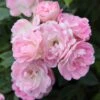 Rosa Pearl Anniversary ('Whitston') (PBR)