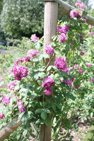 Rosa 'Reine Des Violettes' - Image 2