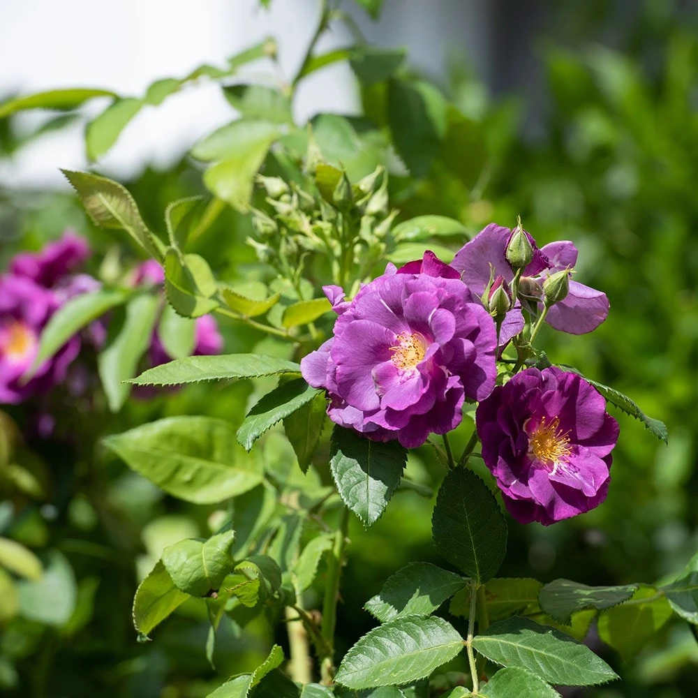 Rosa Rhapsody In Blue ('Frantasia') (PBR) - Image 2