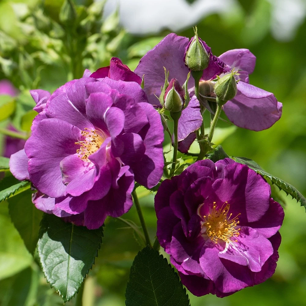 Rosa Rhapsody In Blue ('Frantasia') (PBR) - Image 3
