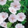 Geranium Sanguineum Var. Striatum