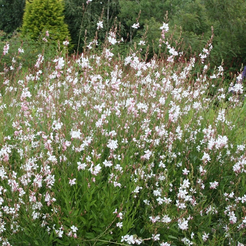 Oenothera Lindheimeri 'Whirling Butterflies'