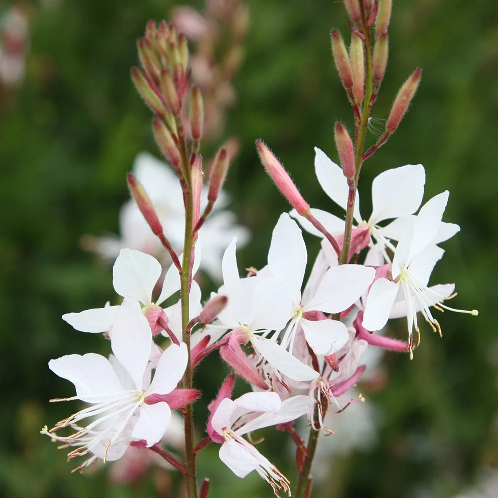 Oenothera Lindheimeri 'Whirling Butterflies' - Image 2