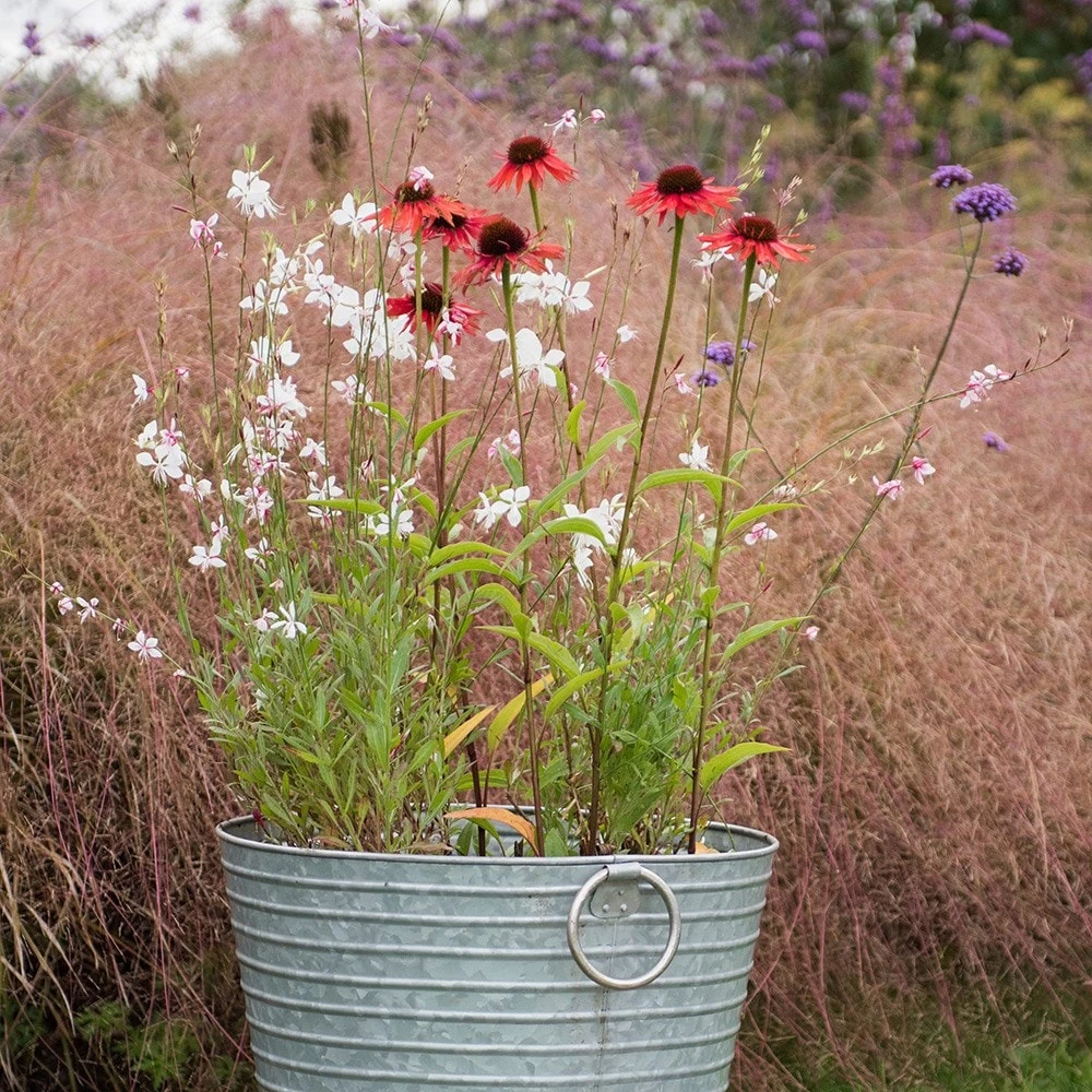 Oenothera Lindheimeri 'Whirling Butterflies' - Image 3
