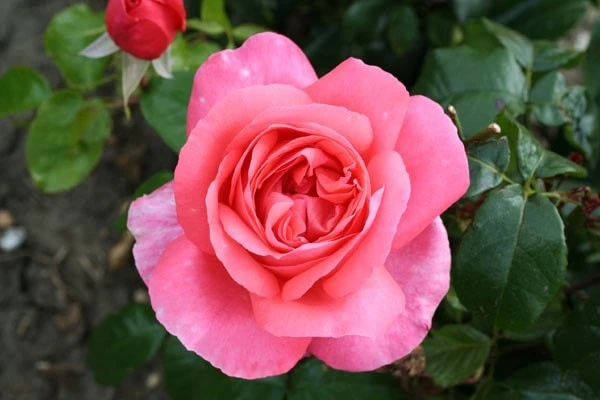Rosa Special Anniversary ('Whastiluc') (PBR) - Image 2
