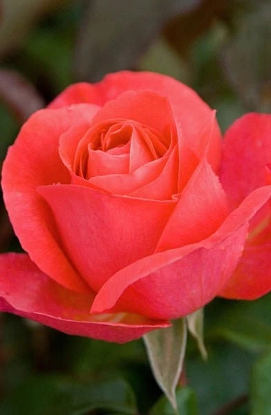 Rosa Special Anniversary ('Whastiluc') (PBR) - Image 3