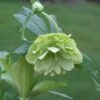 Helleborus × Hybridus Harvington Double Lime-green
