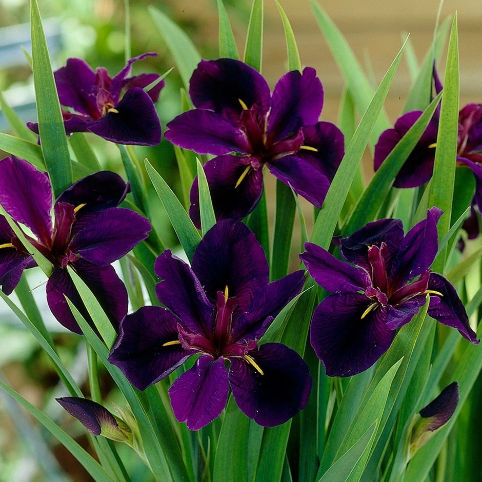 Iris 'Black Gamecock'