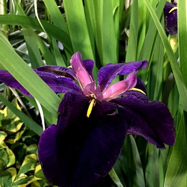 Iris 'Black Gamecock' - Image 3
