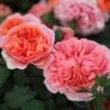 Rosa Duchess Of Cornwall ('Tan97157')