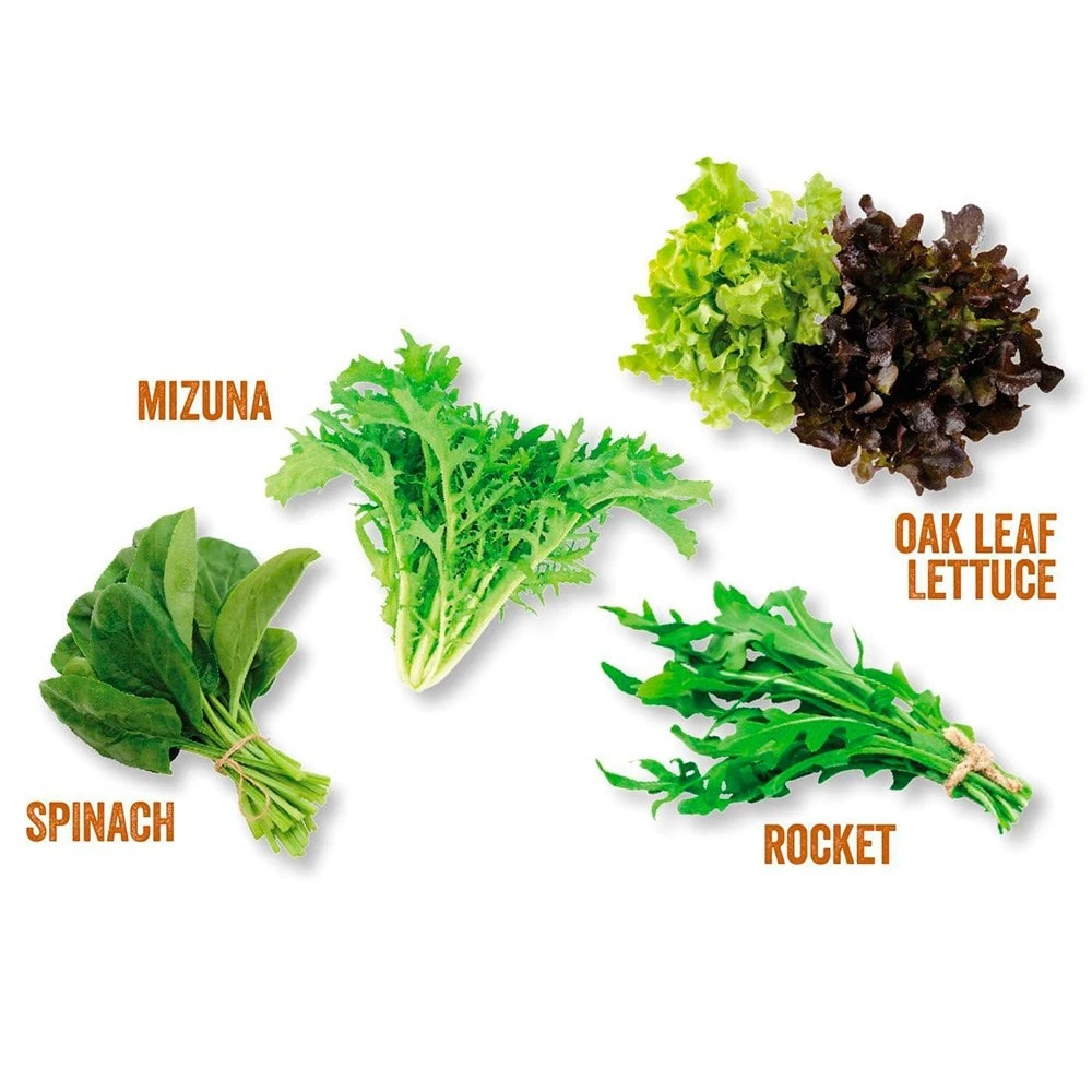 Kitchen Salad Garden Kit - Image 3