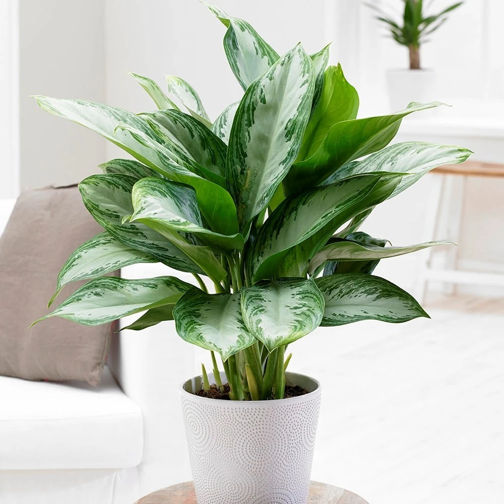 Aglaonema 'Jubilee Compacta' (PBR) - Image 3