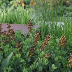 Baptisia 'Dutch Chocolate' (Decadence Series)