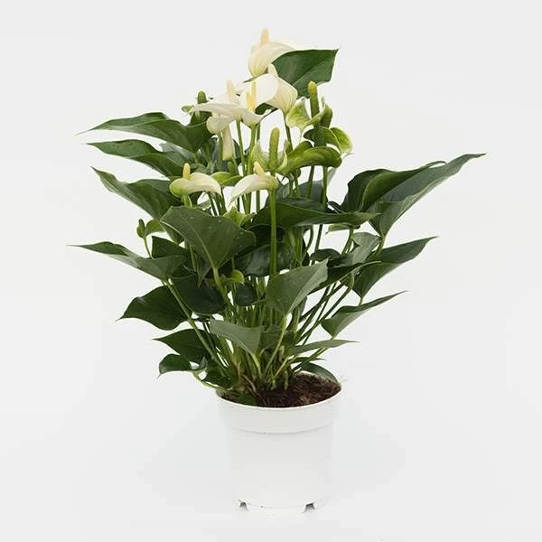 Anthurium White Champion ('Anthefaqyr') (PBR) - Image 3